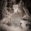 Star - Luxe Kristal-Look Whisky/Water Karaf - 750ml - Afbeelding 2